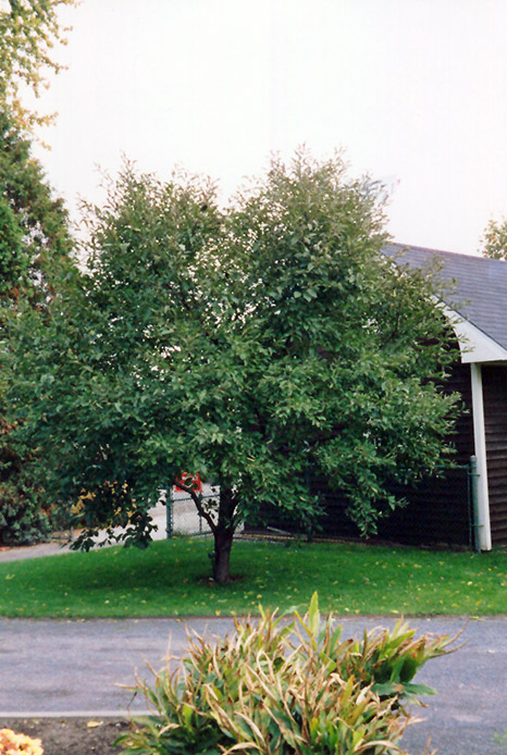 Montmorency Cherry (Prunus 'Montmorency') at Studley's