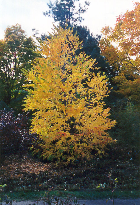 Katsura Tree (Cercidiphyllum japonicum) at Studley's