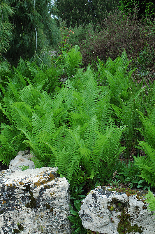 Ostrich Fern (Matteuccia struthiopteris) at Studley's