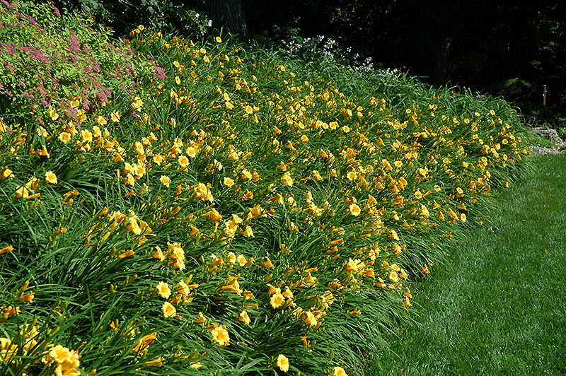 Happy Ever Appster Happy Returns Daylily (Hemerocallis 'Happy Returns') at Studley's