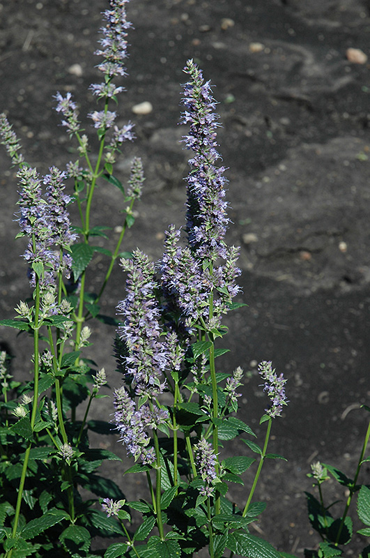 Anise Hyssop (Agastache foeniculum) at Studley's