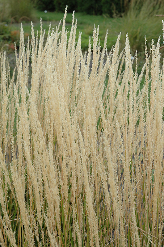 Karl Foerster Reed Grass (Calamagrostis x acutiflora 'Karl Foerster') at Studley's