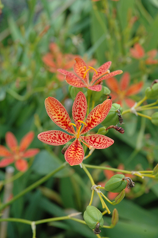 Blackberry Lily (Belamcanda chinensis) at Studley's
