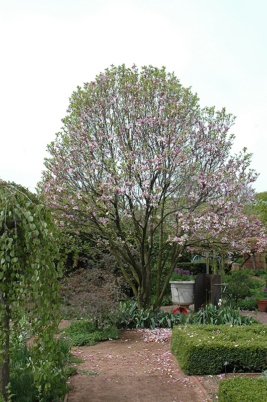 Alexandrina Saucer Magnolia (Magnolia x soulangeana 'Alexandrina') at Studley's