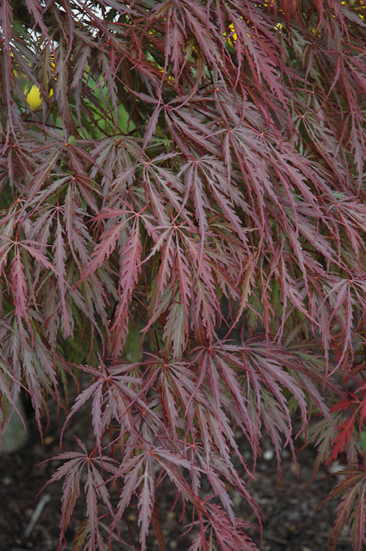Tamukeyama Japanese Maple (Acer palmatum 'Tamukeyama') at Studley's
