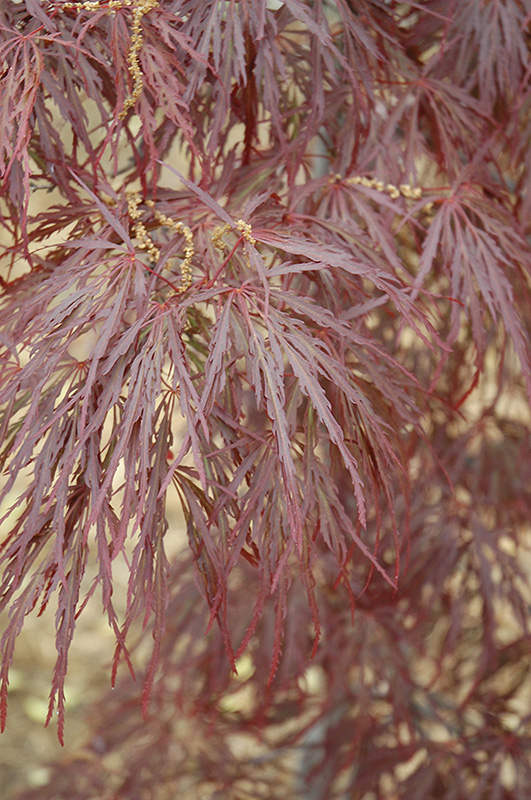 Garnet Cutleaf Japanese Maple (Acer palmatum 'Garnet') at Studley's