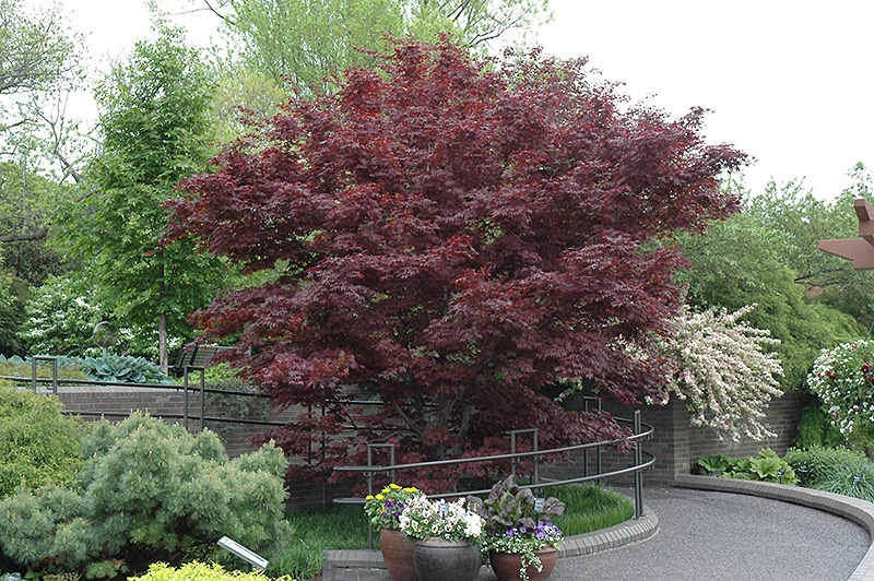 Bloodgood Japanese Maple (Acer palmatum 'Bloodgood') at Studley's