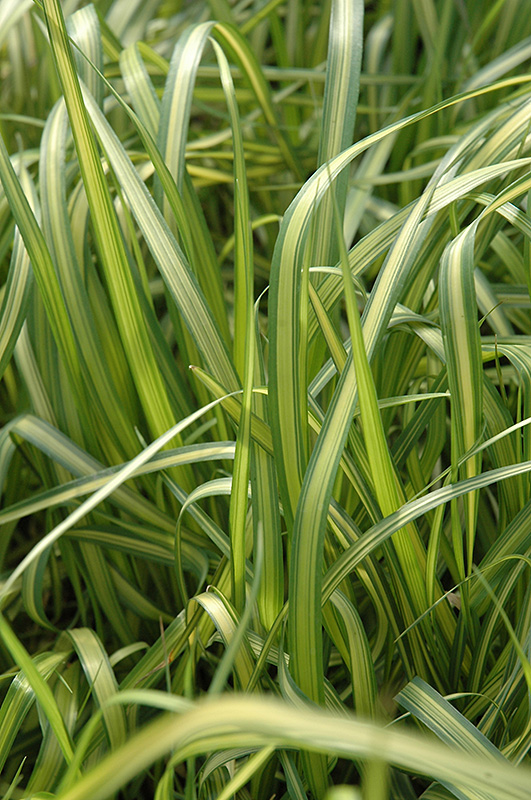 El Dorado Feather Reed Grass (Calamagrostis x acutiflora 'El Dorado') at Studley's
