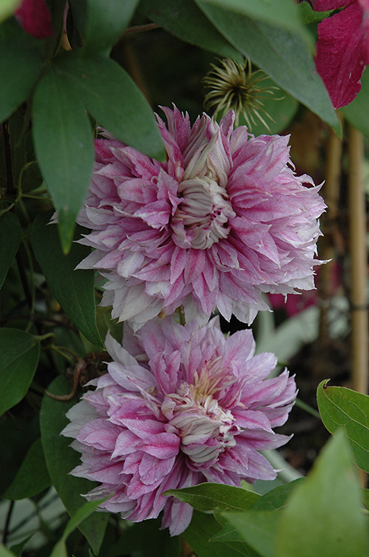 Josephine Clematis (Clematis 'Josephine') at Studley's