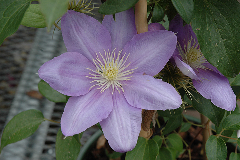 Cezanne Clematis (Clematis 'Cezanne') at Studley's