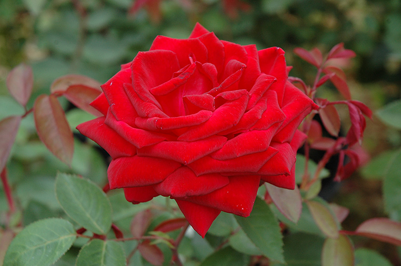 Kashmir Rose (Rosa 'Kashmir') at Studley's