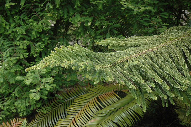 Norfolk Island Pine (Araucaria heterophylla) at Studley's