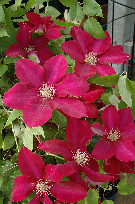 Rebecca Clematis (Clematis 'Rebecca') at Studley's