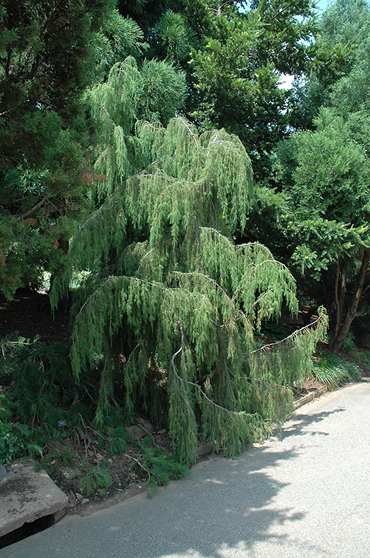 Needle Juniper (Juniperus rigida 'Pendula') at Studley's