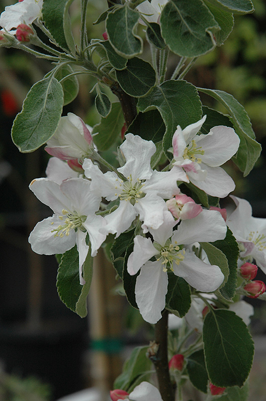 Granny Smith Apple (Malus 'Granny Smith') at Studley's