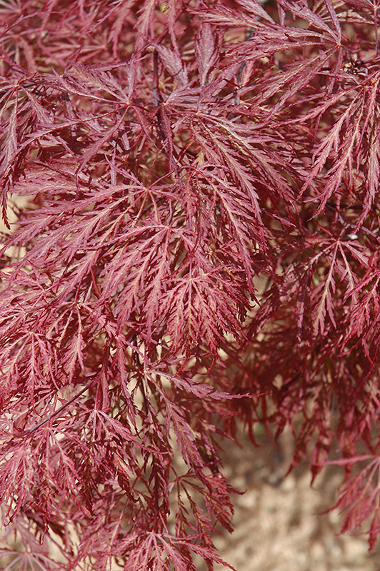 Ever Red Lace-Leaf Japanese Maple (Acer palmatum 'Ever Red') at Studley's