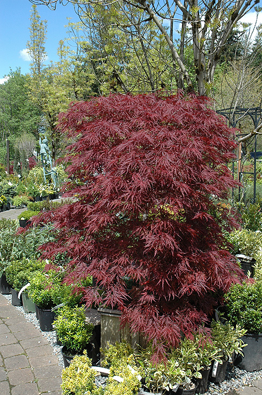 Red Dragon Japanese Maple (Acer palmatum 'Red Dragon') at Studley's