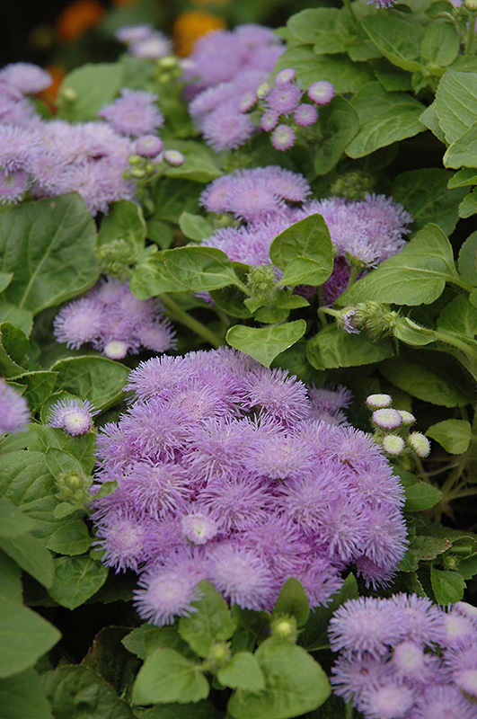 Hawaii Blue Flossflower (Ageratum 'Hawaii Blue') at Studley's
