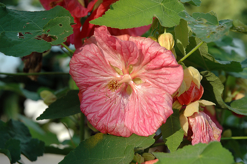 Bella Pink Flowering Maple (Abutilon 'Bella Pink') at Studley's