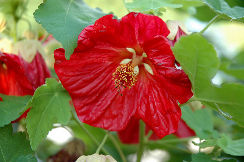 Bella Red Flowering Maple (Abutilon 'Bella Red') at Studley's