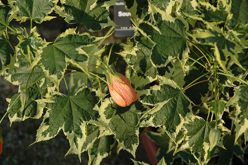 Souvenir de Bonn Flowering Maple (Abutilon 'Souvenir de Bonn') at Studley's