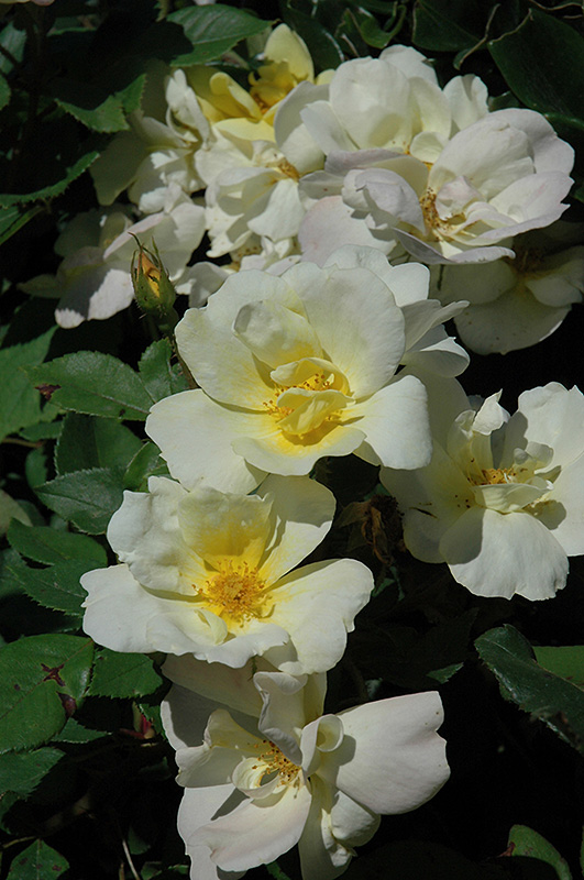 Sunny Knock Out Rose (Rosa 'Radsunny') at Studley's
