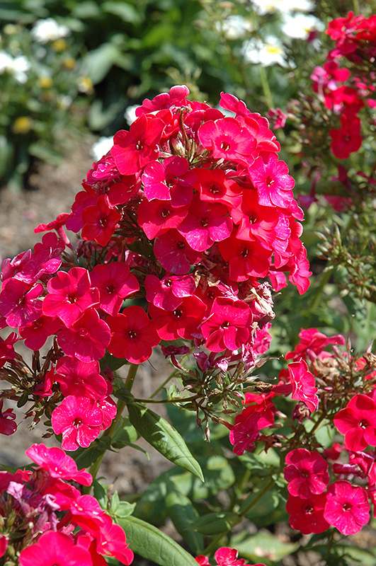 Red Flame Garden Phlox (Phlox paniculata 'Red Flame') at Studley's