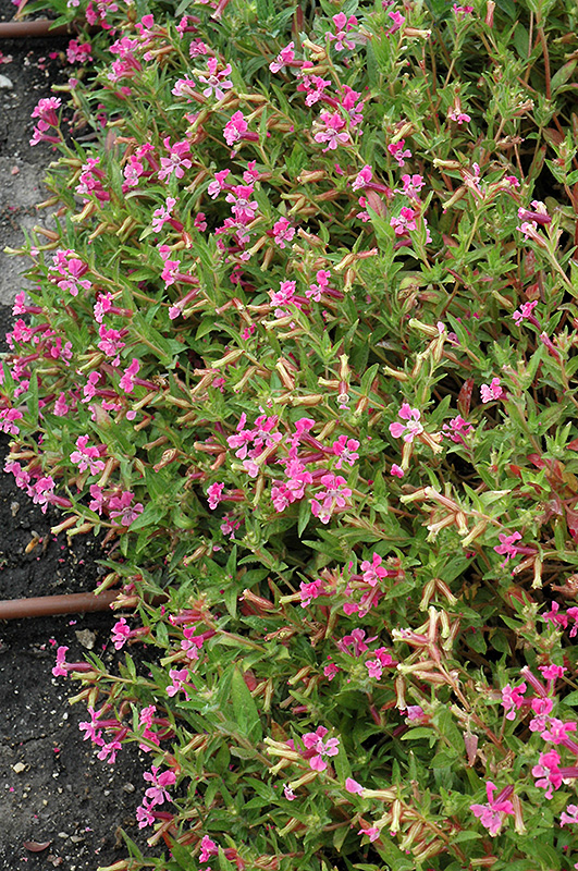 Sriracha Pink Cuphea (Cuphea llavea ‘Sriracha Pink’) in Rochester New