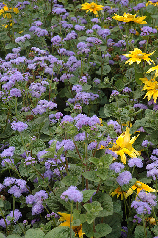 Blue Horizon Flossflower (Ageratum 'Blue Horizon') at Studley's