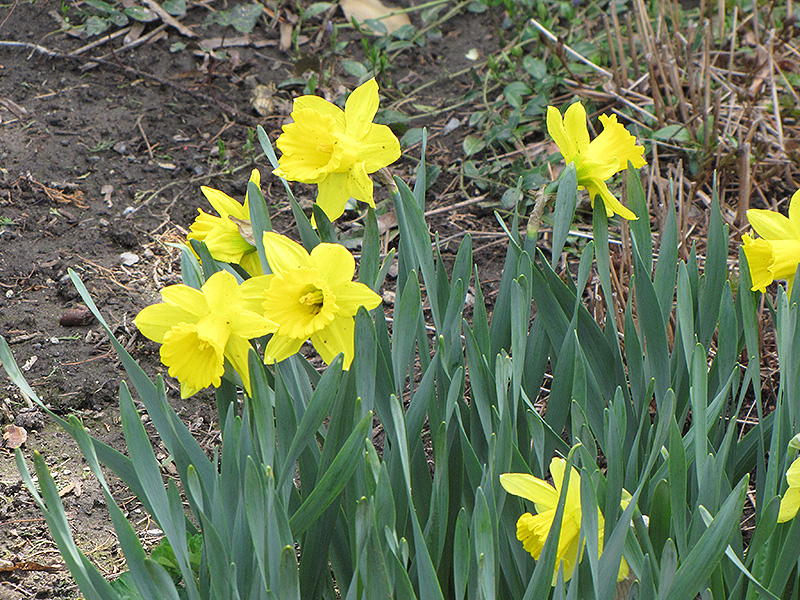 Dutch Master Daffodil (Narcissus 'Dutch Master') at Studley's