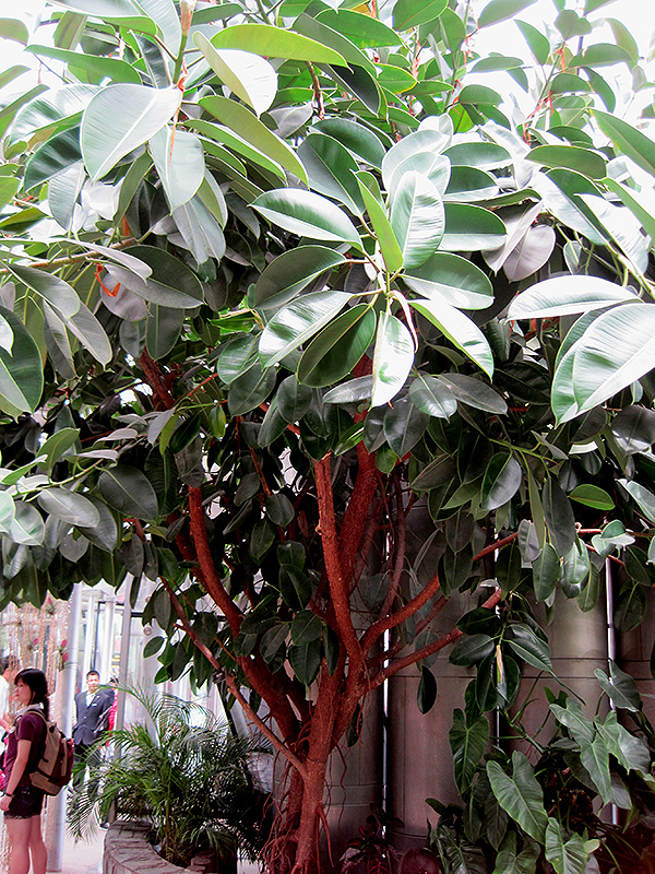 Rubber Tree (Ficus elastica) at Studley's