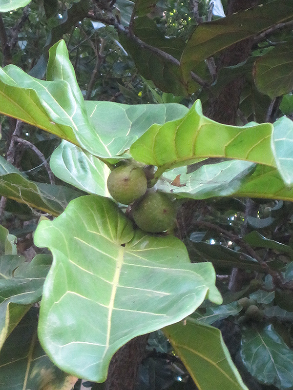Fiddle Leaf Fig (Ficus lyrata) at Studley's