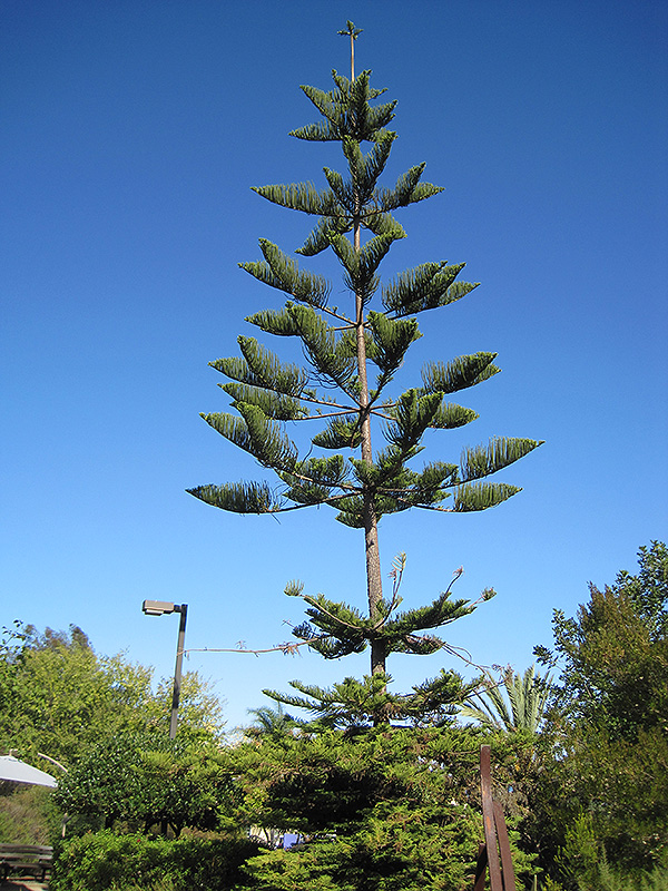 Norfolk Island Pine (Araucaria heterophylla) at Studley's