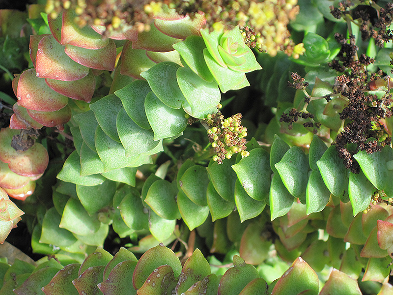 String Of Buttons (Crassula perforata) at Studley's