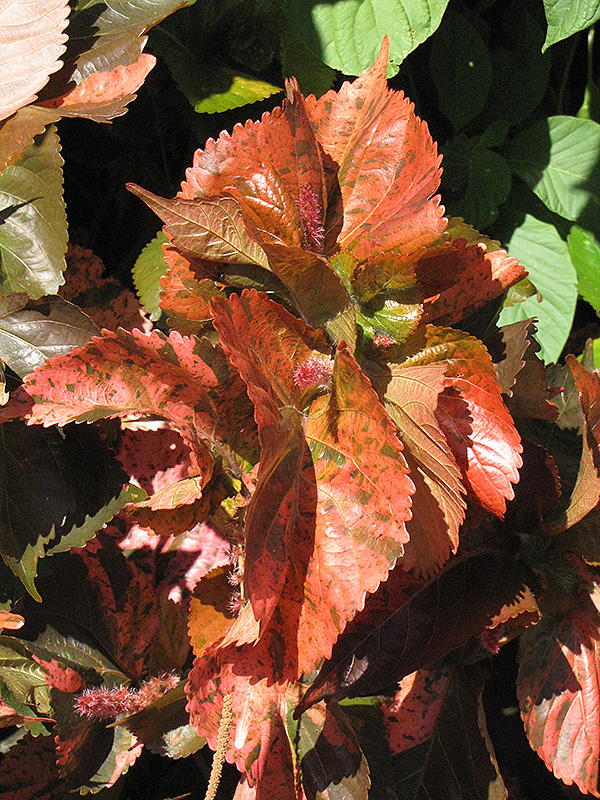 Bronze Pink Copper Plant (Acalypha wilkesiana 'Bronze Pink') at Studley's