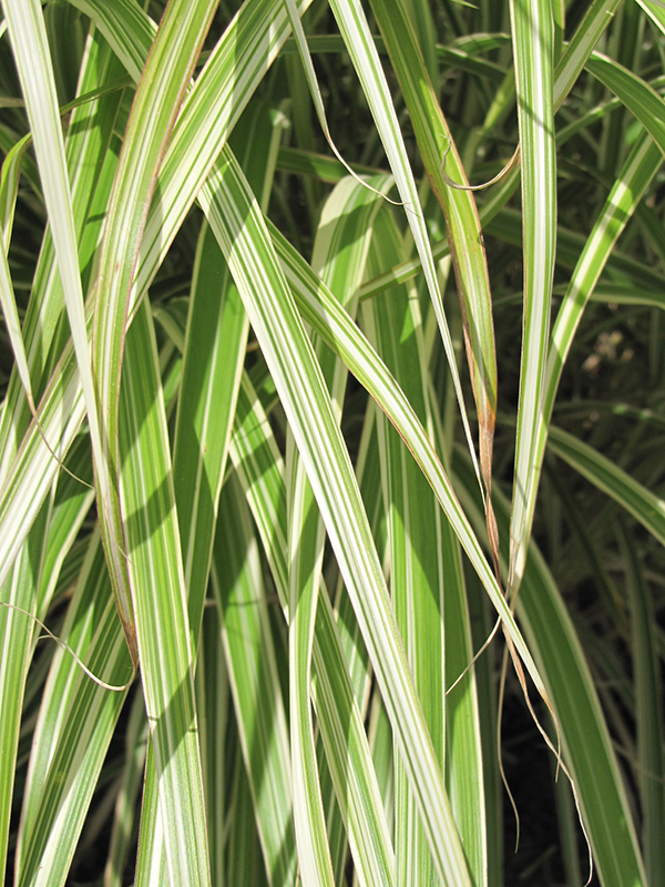 Morning Light Maiden Grass (Miscanthus sinensis 'Morning Light') at Studley's