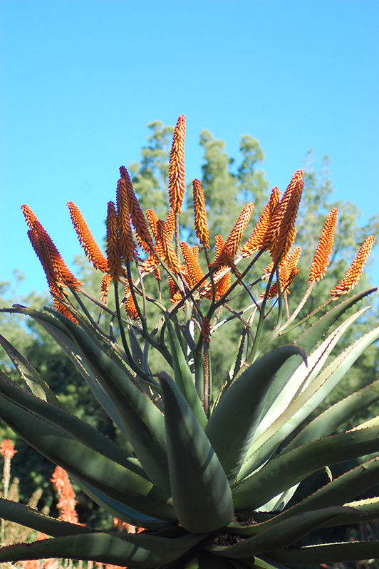 Cape Aloe (Aloe ferox) at Studley's