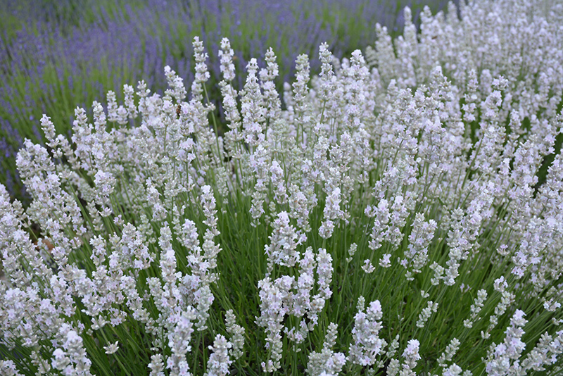 Melissa Lavender Lavandula Angustifolia Melissa In Rochester New Hampshire Dover New 2440