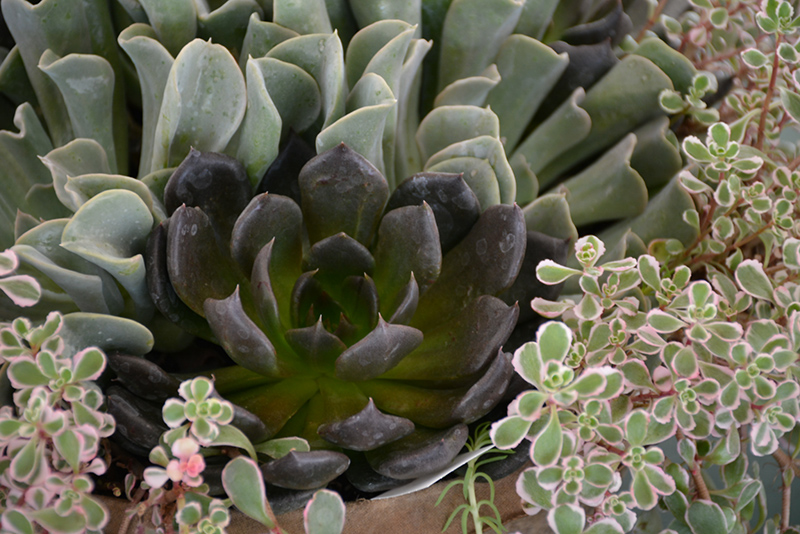 Black Prince Echeveria (Echeveria 'Black Prince') at Studley's