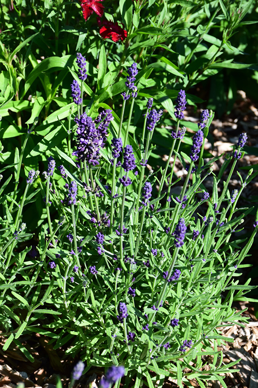Lavance Deep Purple Lavender (Lavandula angustifolia 'Lavance Deep Purple') at Studley's
