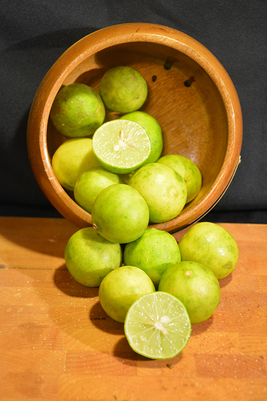 Key Lime (Citrus aurantifolia) at Studley's