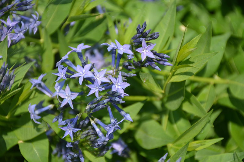 Blue Ice Star Flower (Amsonia tabernaemontana 'Blue Ice') at Studley's
