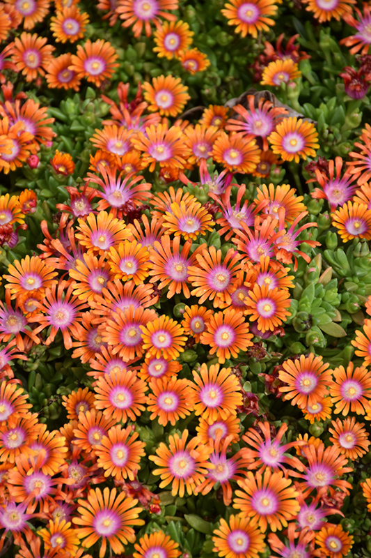 Fire Spinner Ice Plant (Delosperma 'Fire Spinner') at Studley's