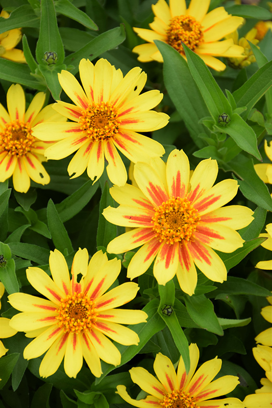 Profusion Yellow Zinnia (Zinnia 'Profusion Yellow') at Studley's