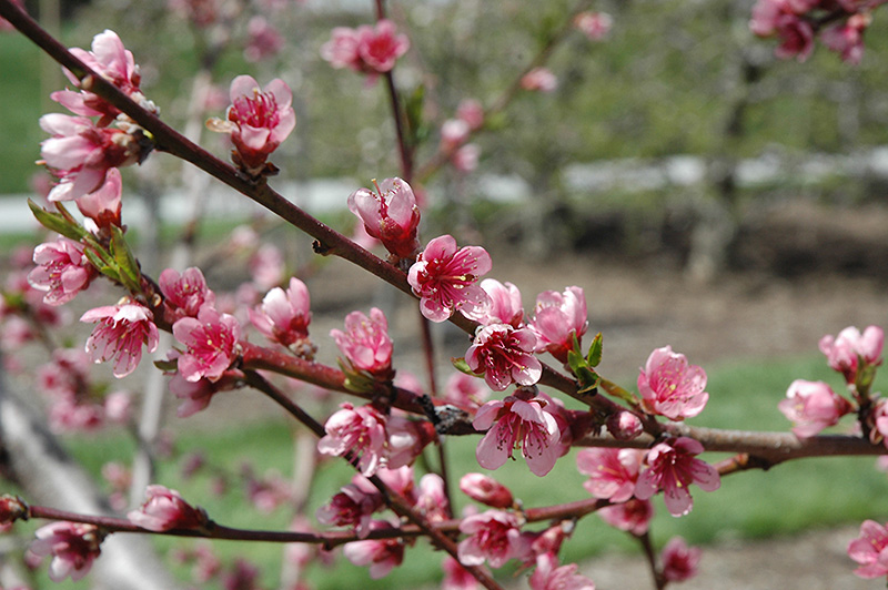 Reliance Peach (Prunus persica 'Reliance') at Studley's
