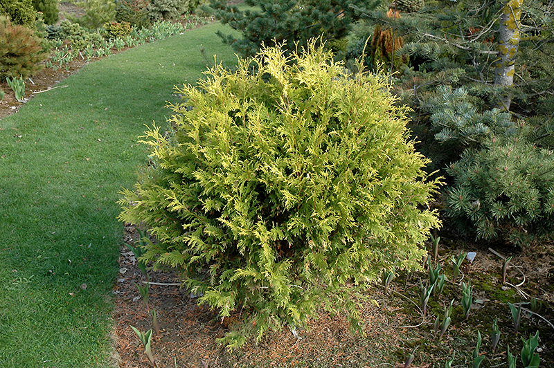 Golden Globe Arborvitae (Thuja occidentalis 'Golden Globe') at Studley's