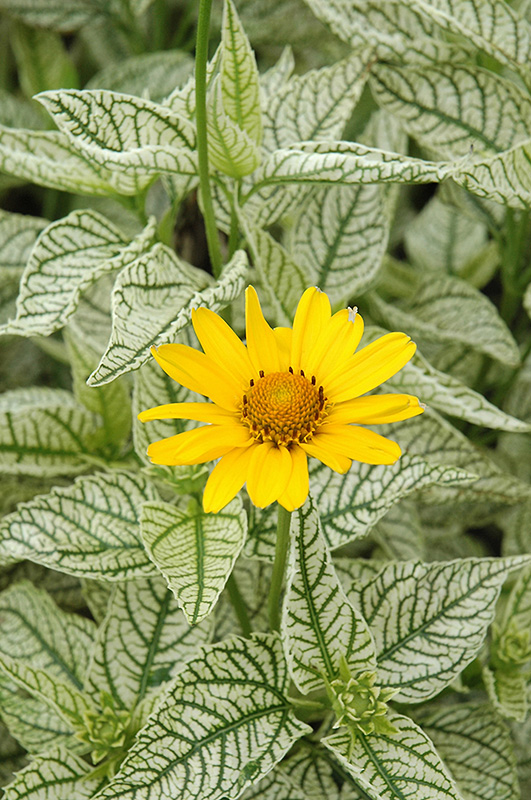 Sunburst False Sunflower (Heliopsis helianthoides 'Sunburst') at Studley's