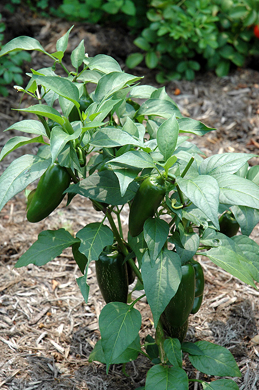Jalapeno Pepper (Capsicum annuum 'Jalapeno') at Studley's