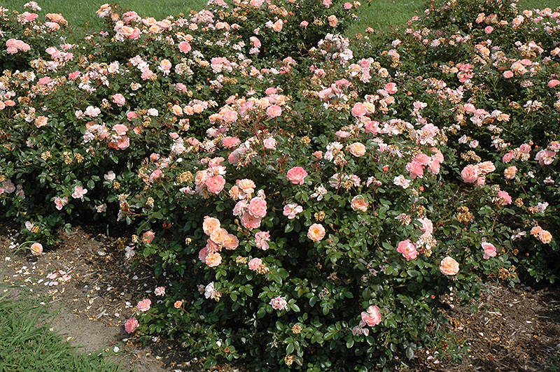 Apricot Drift Rose (Rosa 'Meimirrote') at Studley's
