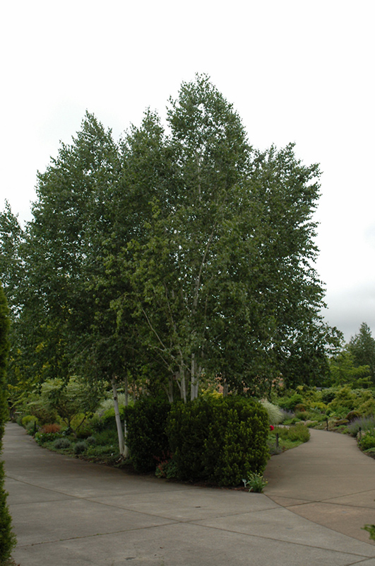 Whitebark Himalayan Birch (clump) (Betula utilis 'var. jacquemontii (clump)') at Studley's
